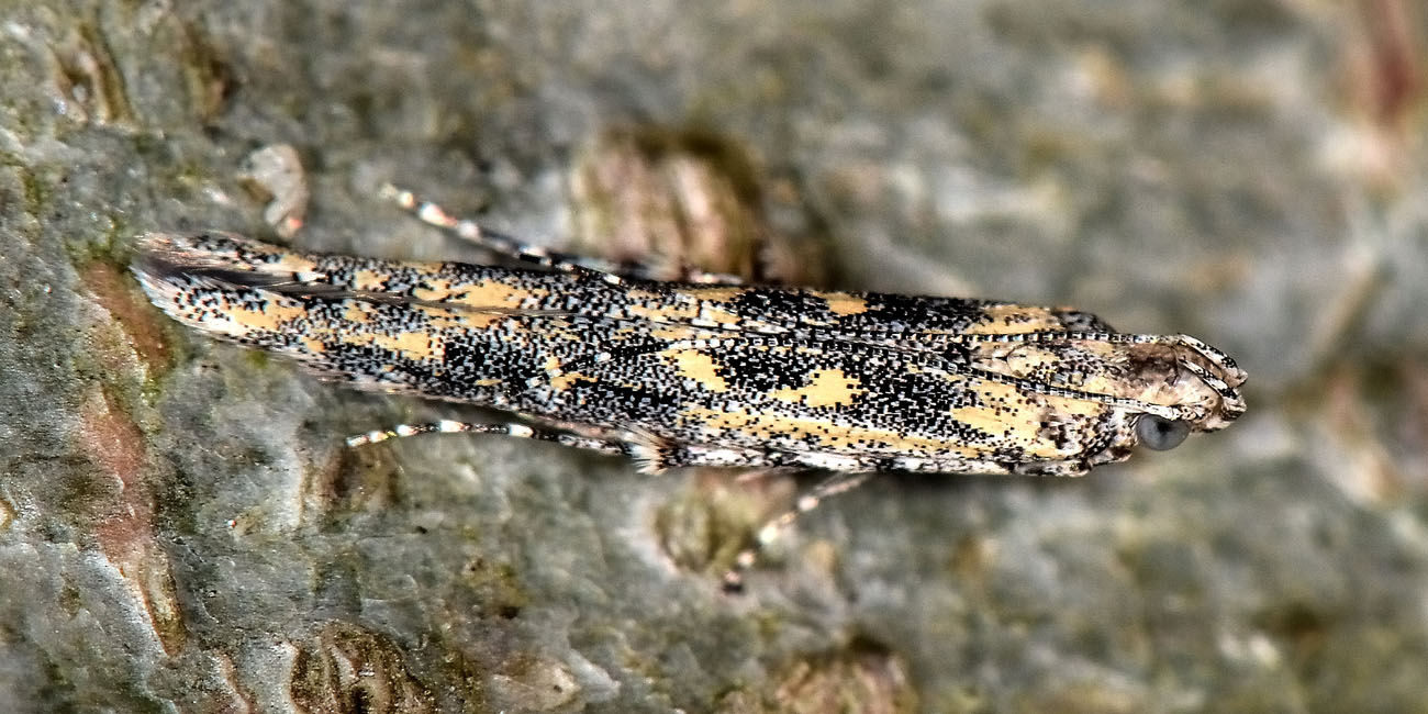 Batrachedridae? S, Batrachedra praeangusta